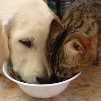кошка и собака едят 